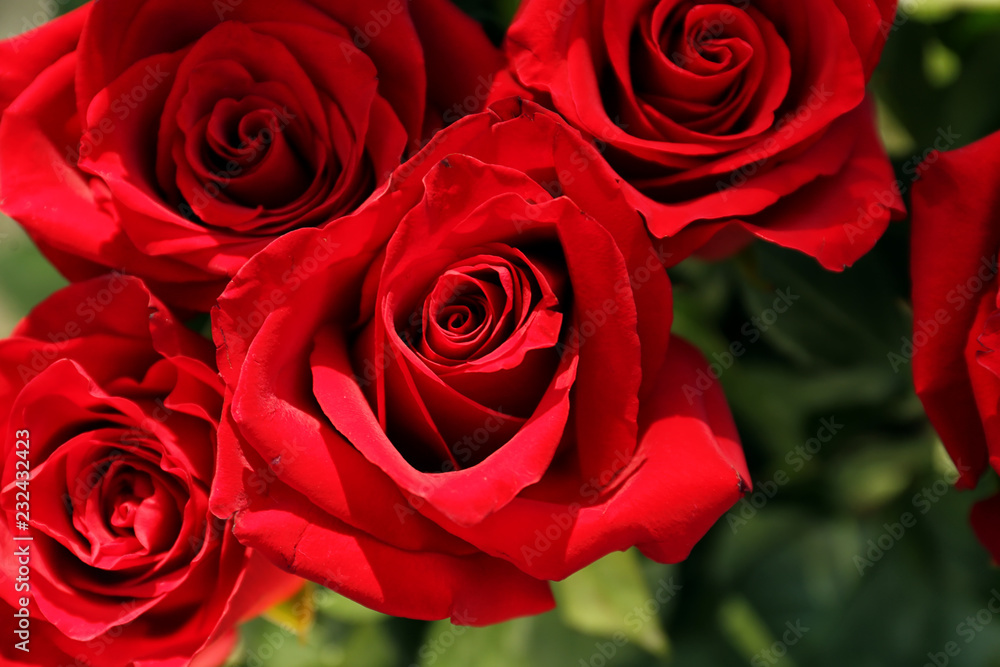 Bouquet of beautiful roses, closeup Bouquet of beautiful roses, closeup