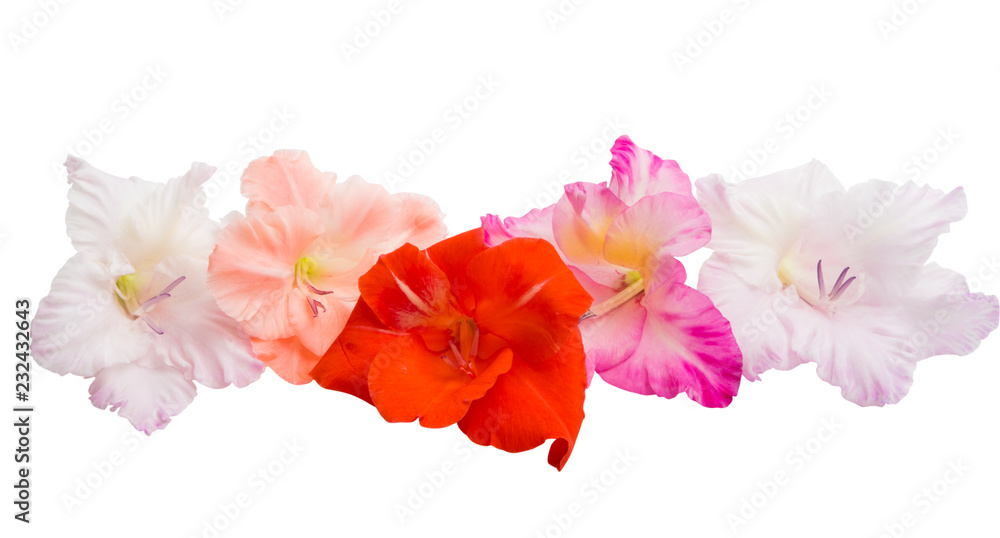 gladiolus flowers isolated gladiolus flowers isolated