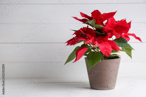Christmas flower poinsettia on white table