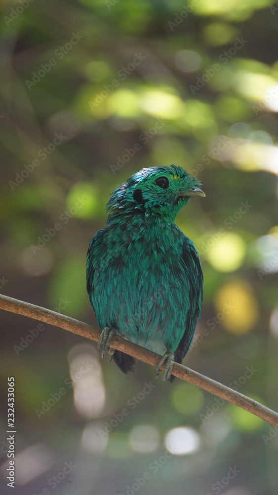 The green broadbill also known as the lesser green broadbill is a small bird in the broadbill family can be identified by its vibrant green plumage