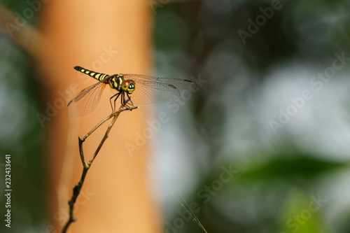 Dragonfly on the orange background of the trunk © Phu
