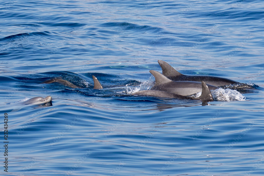 Fototapeta premium Delfini