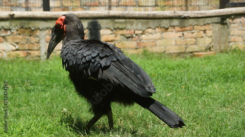 The southern ground hornbill  is one of two species of ground hornbill and is the largest species of hornbill