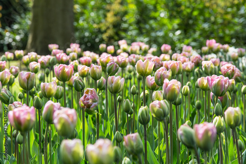 Meadow of pink tulips in spring, Kaukenhof gardens photo