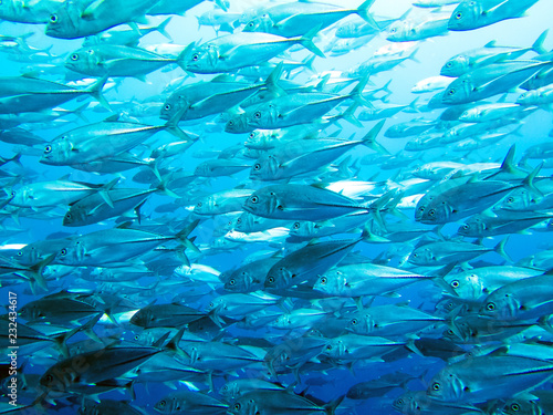 Inside a big school of Fish in Apo Island, Philippines