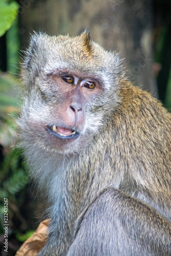 Singe dans la foret tropical - monkey in indian ocean © Olivier