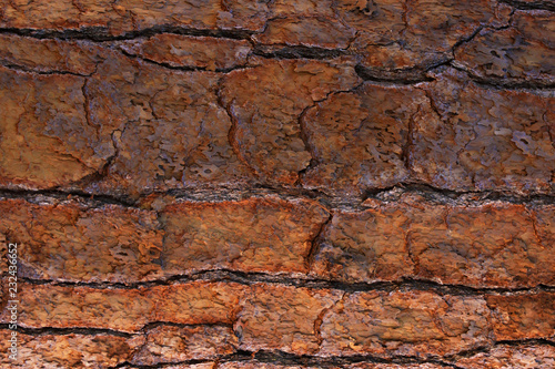 Brown tree bark texture closeup background  tree