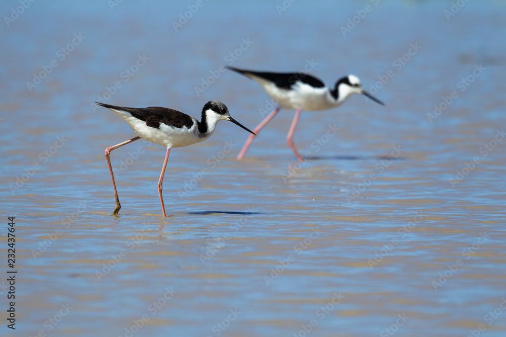 Black-necked and White-headed stilt Black-necked and White-headed stilt