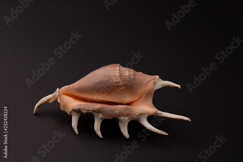 Marine predatory snail, Venus comb or Murex pecten on black.