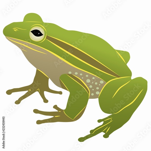 illustration of a frog , vector drawing