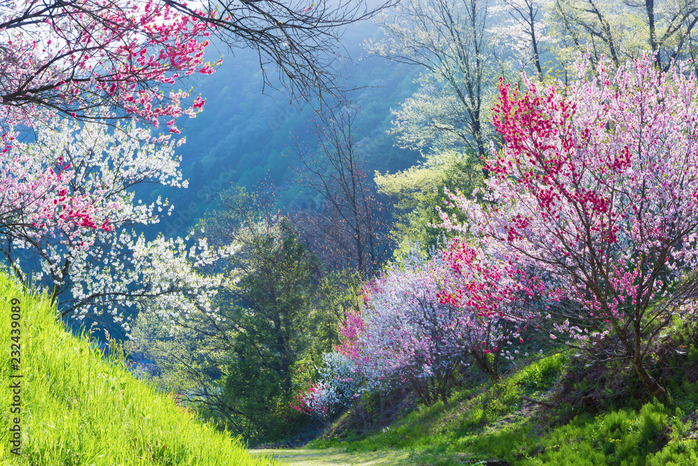 長野県 花桃の里 長野県 花桃の里