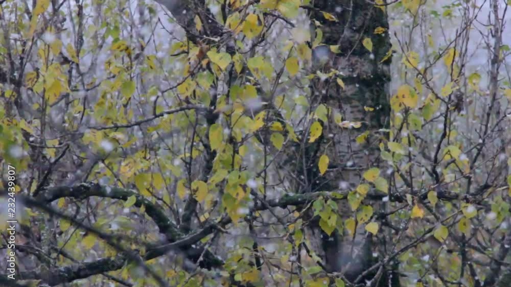 The first snow with fluffy flakes falls through the yellow autumn foliage and branches. Close-up The first snow with fluffy flakes falls through the yellow autumn foliage and branches. Close-up