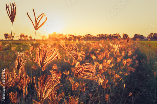 Sunset In the Field