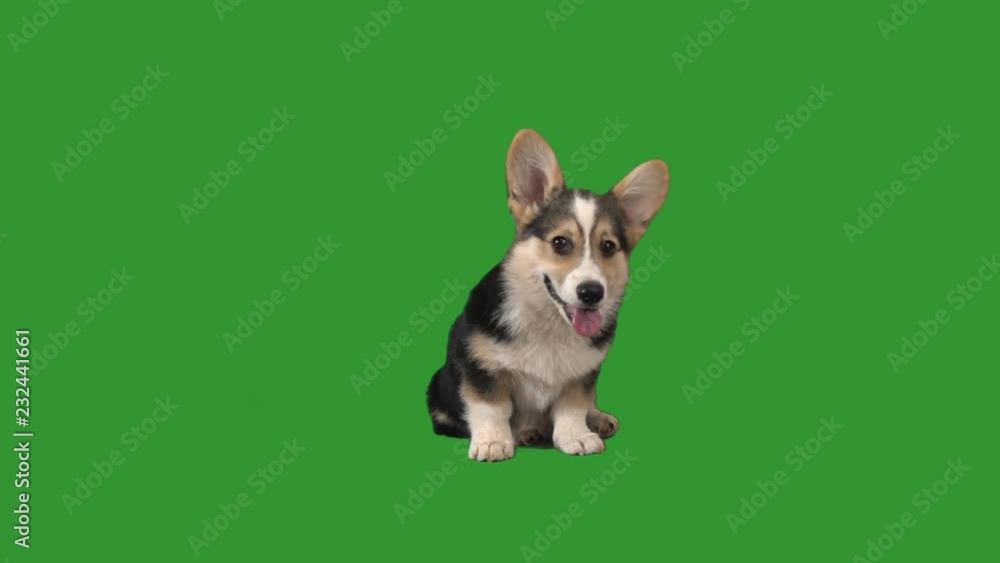 funny puppy on green screen funny puppy on green screen