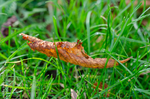 Dry leaf among green grass,shallow depth of field