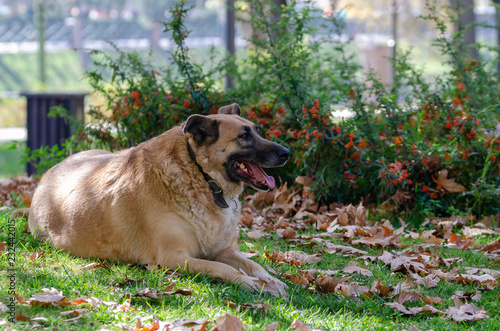 A adult dog  Iying in leaves in autumn photo