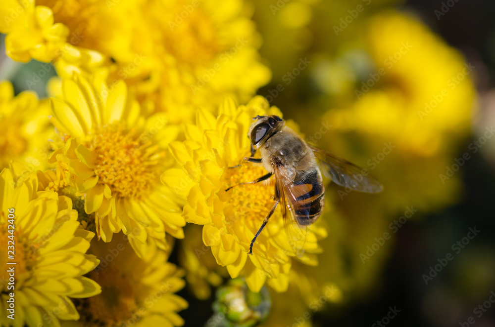 Elegant yellow chrysanthemum flowers close up. Elegant yellow chrysanthemum flowers close up.