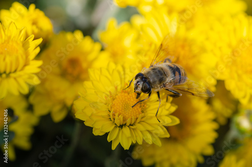 Elegant yellow chrysanthemum flowers and bee close up. © nkeskin