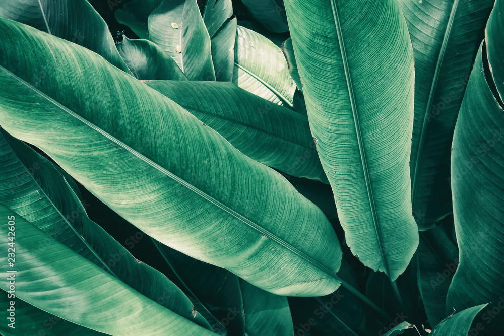 Obraz premium tropical leaves