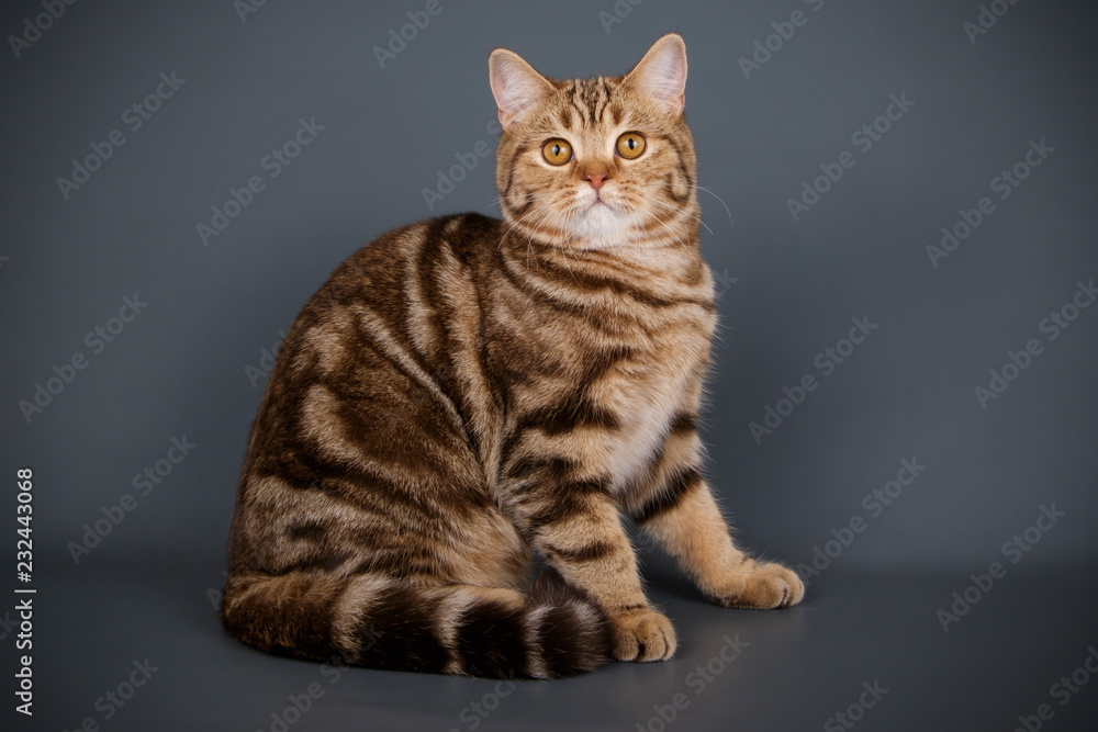 Scottish straight shorthair cat on colored backgrounds