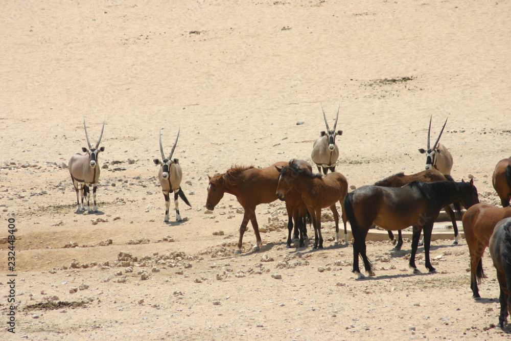 Fototapeta premium Skot 21