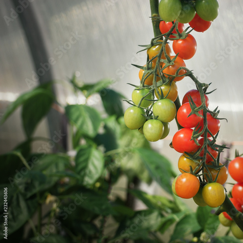 Tomatoes on a branch in a greenhouse