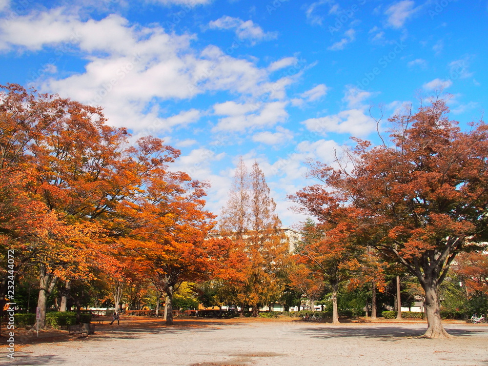 秋の黄葉の公園風景