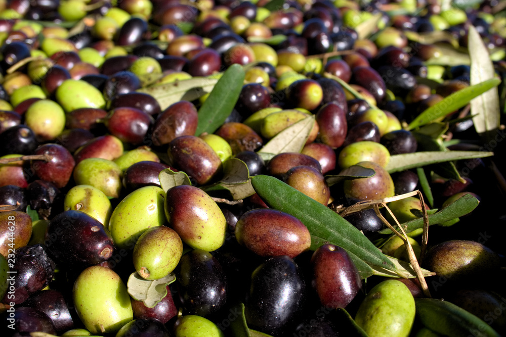 Green and black olives ready to be processed at the mill to get the olive oil, close up Green and black olives ready to be processed at the mill to get the olive oil, close up