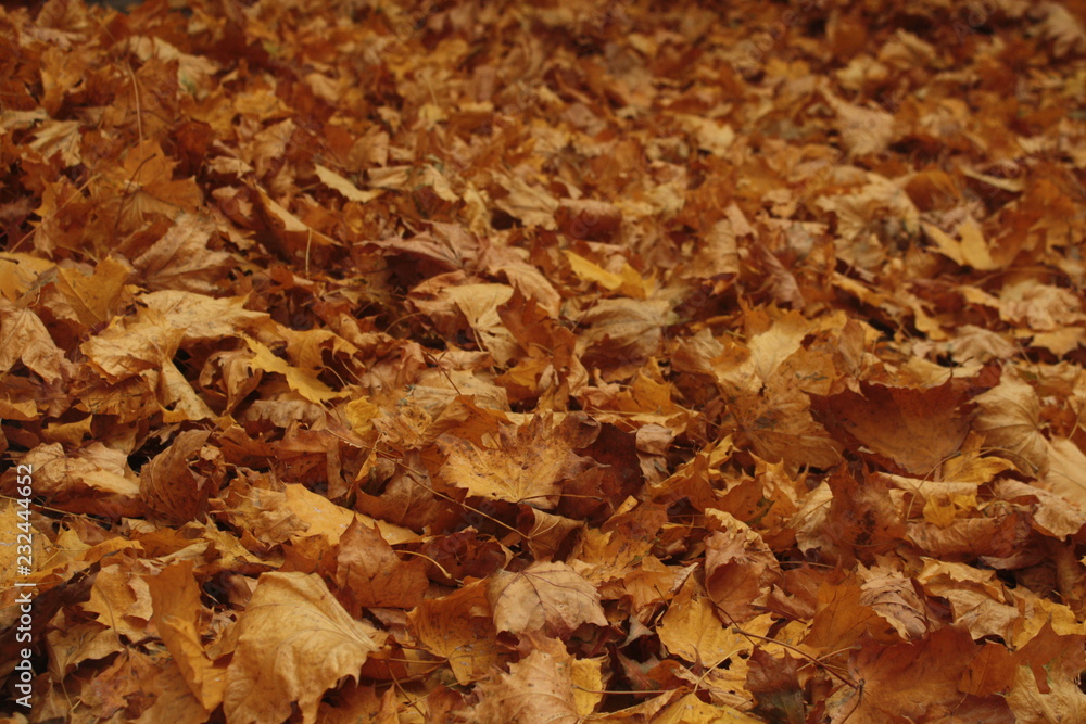 autumn leaves autumn leaves