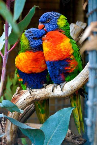 Valokuva Rainbow Lorikeet pair