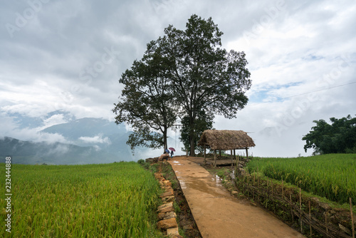 Terraced rice field with big tree landscape of Y Ty, Bat Xat district, Lao Cai, north Vietnam