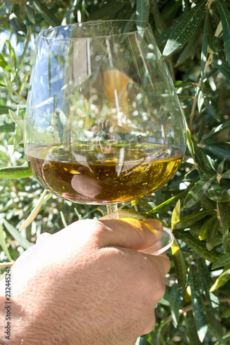 Hand of farmer with a glass of extra virgin olive oil under olive tree