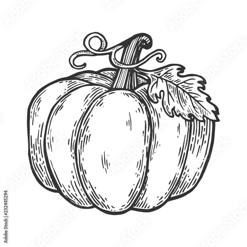 Pumpkin fruit engraving vector illustration. Scratch board style imitation. Black and white hand drawn image.