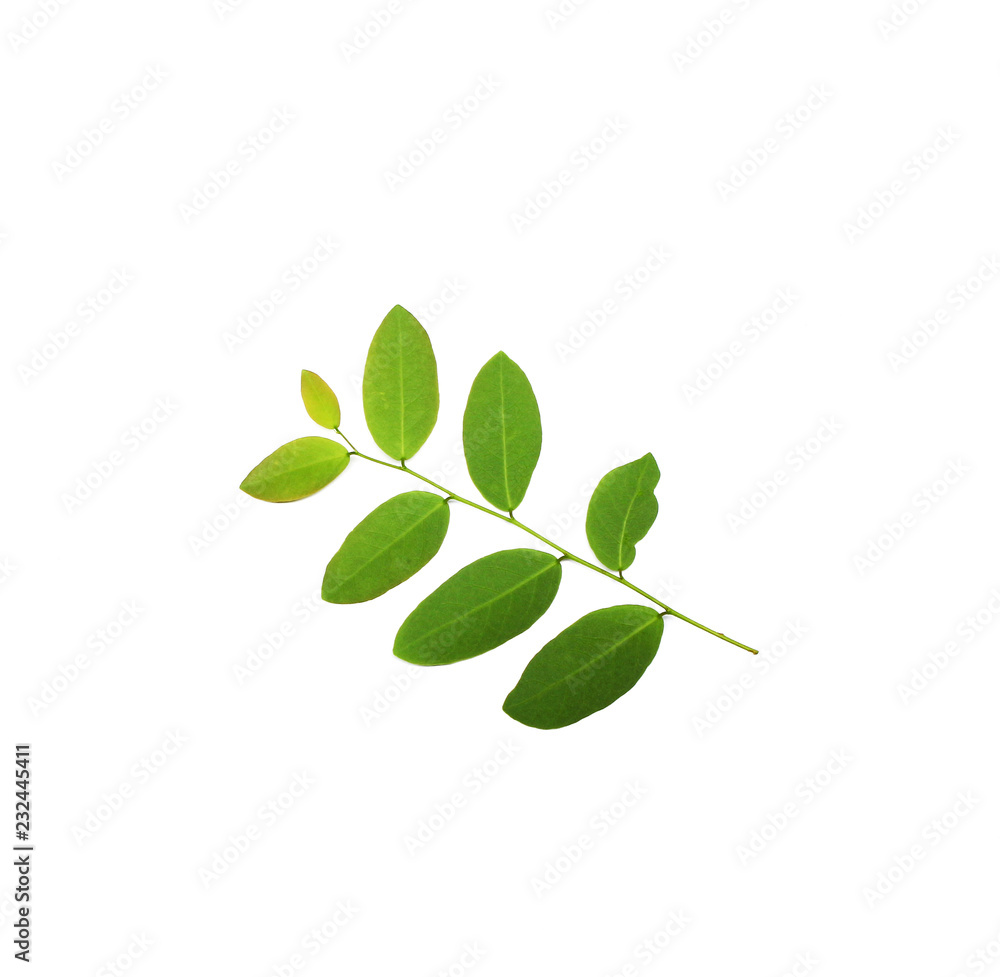 Fototapeta premium tropical green leaf on white background