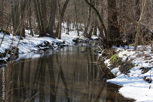 Water in forest