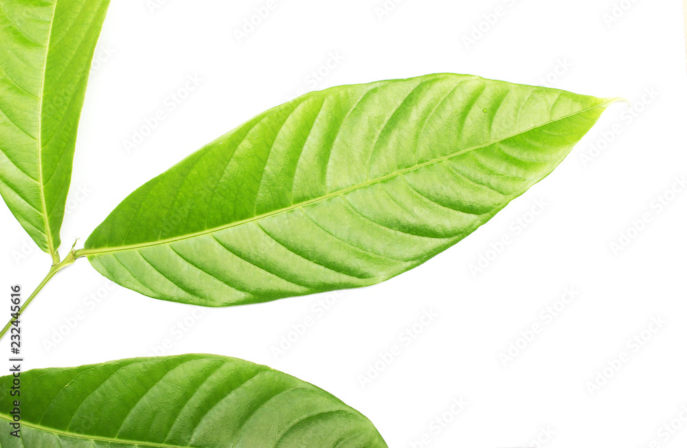Obraz premium collection tropical green leaf on white background