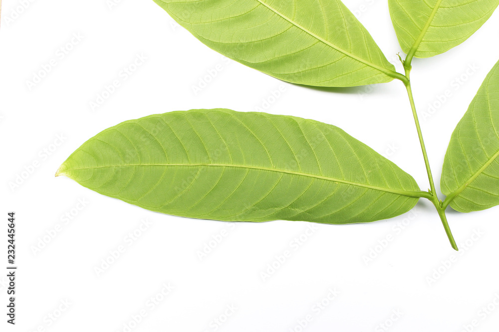 Fototapeta premium collection tropical green leaf on white background
