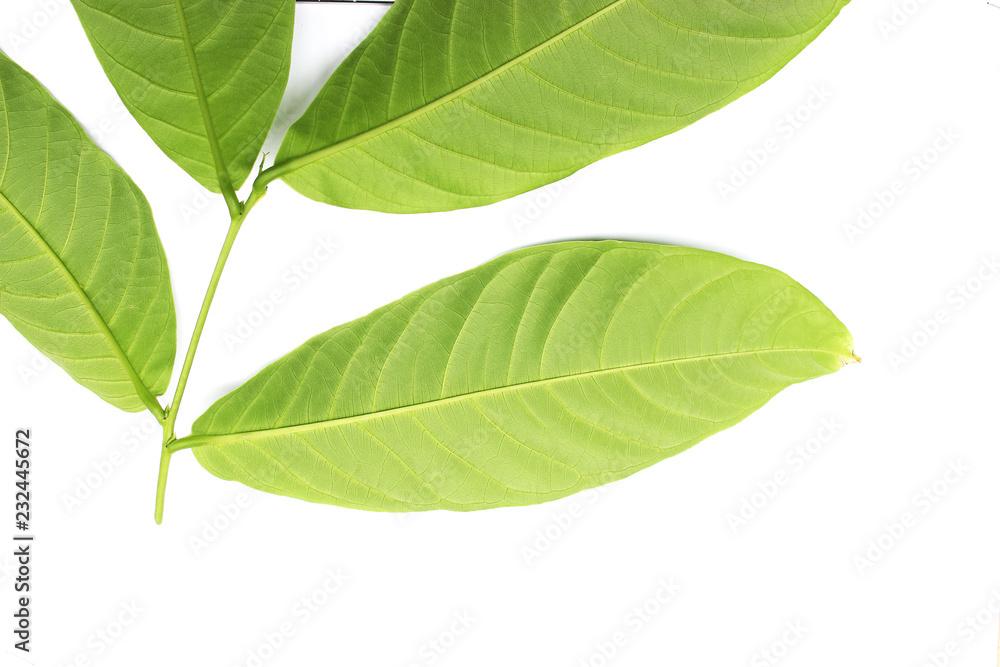 collection tropical green leaf on white background collection tropical green leaf on white background