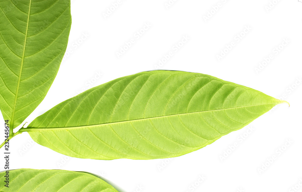Fototapeta premium collection tropical green leaf on white background