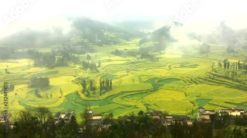 Timelapse of Canola field, rapeseed flower field with morning fog at Luoping, China.