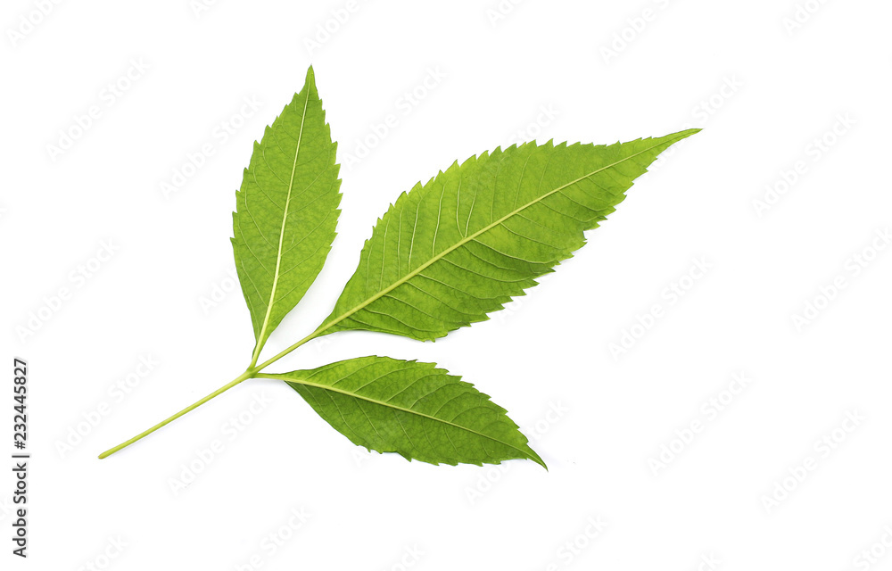collection tropical green leaf on white background collection tropical green leaf on white background