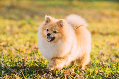 Funny Young Red Puppy Pomeranian Spitz Puppy Dog Happy Play Outd photo