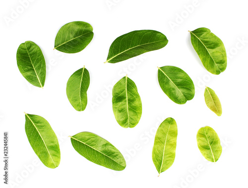 collection tropical green leaf on white background