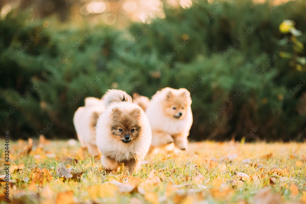Puppies Pomeranian Spitz Dogs Play Funny Play Running Together O