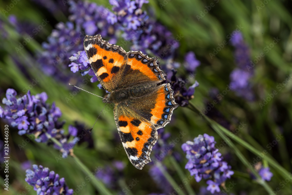 Butterfly in flower