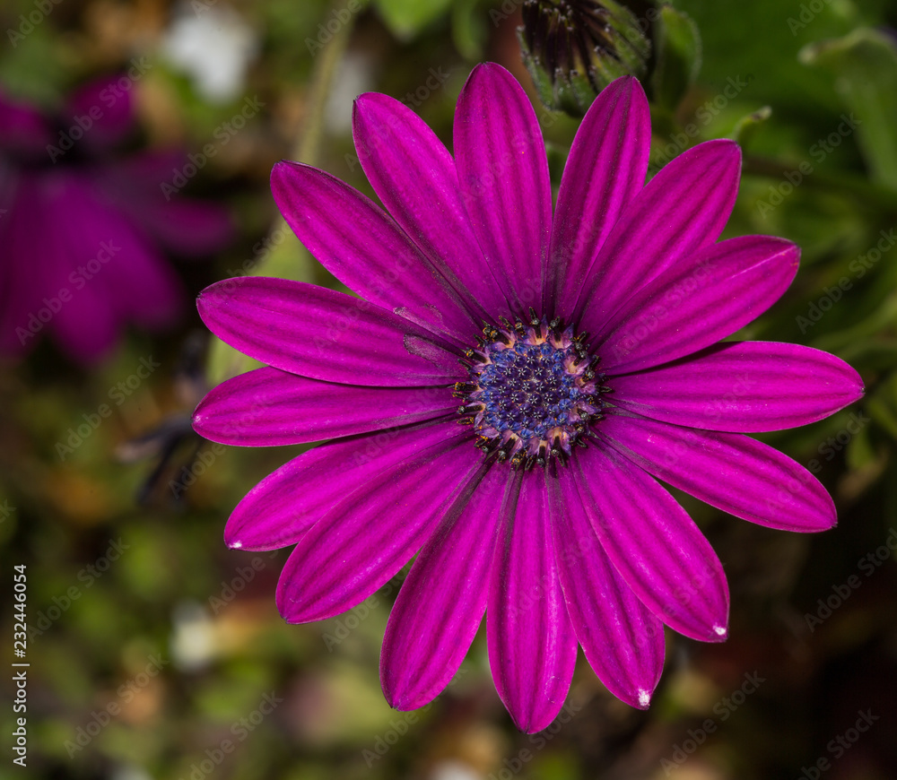 Obraz premium flower close up