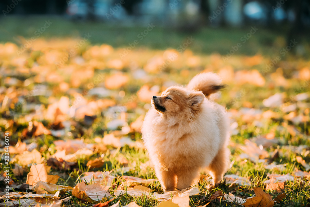 Young Red Puppy Pomeranian Spitz Puppy Dog Sniffing Air Outdoor 