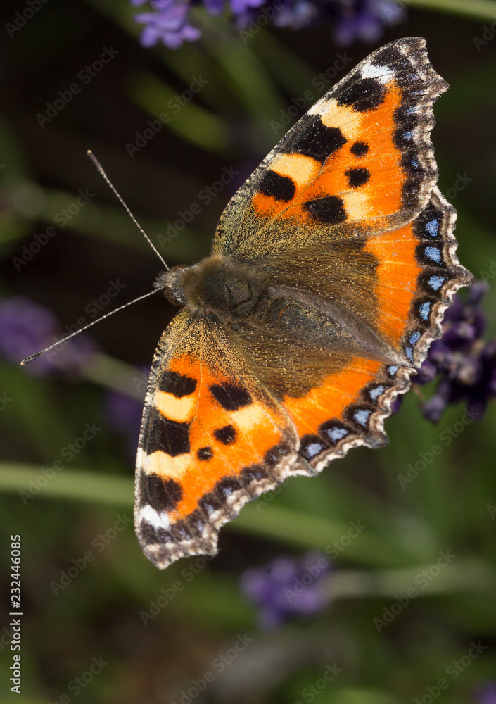 Obraz premium Butterfly in flower