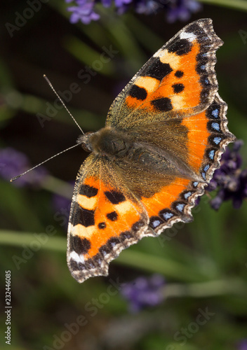 Butterfly in flower © arne