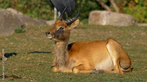 Nile lechwe (Kobus megaceros) meeting with herd photo